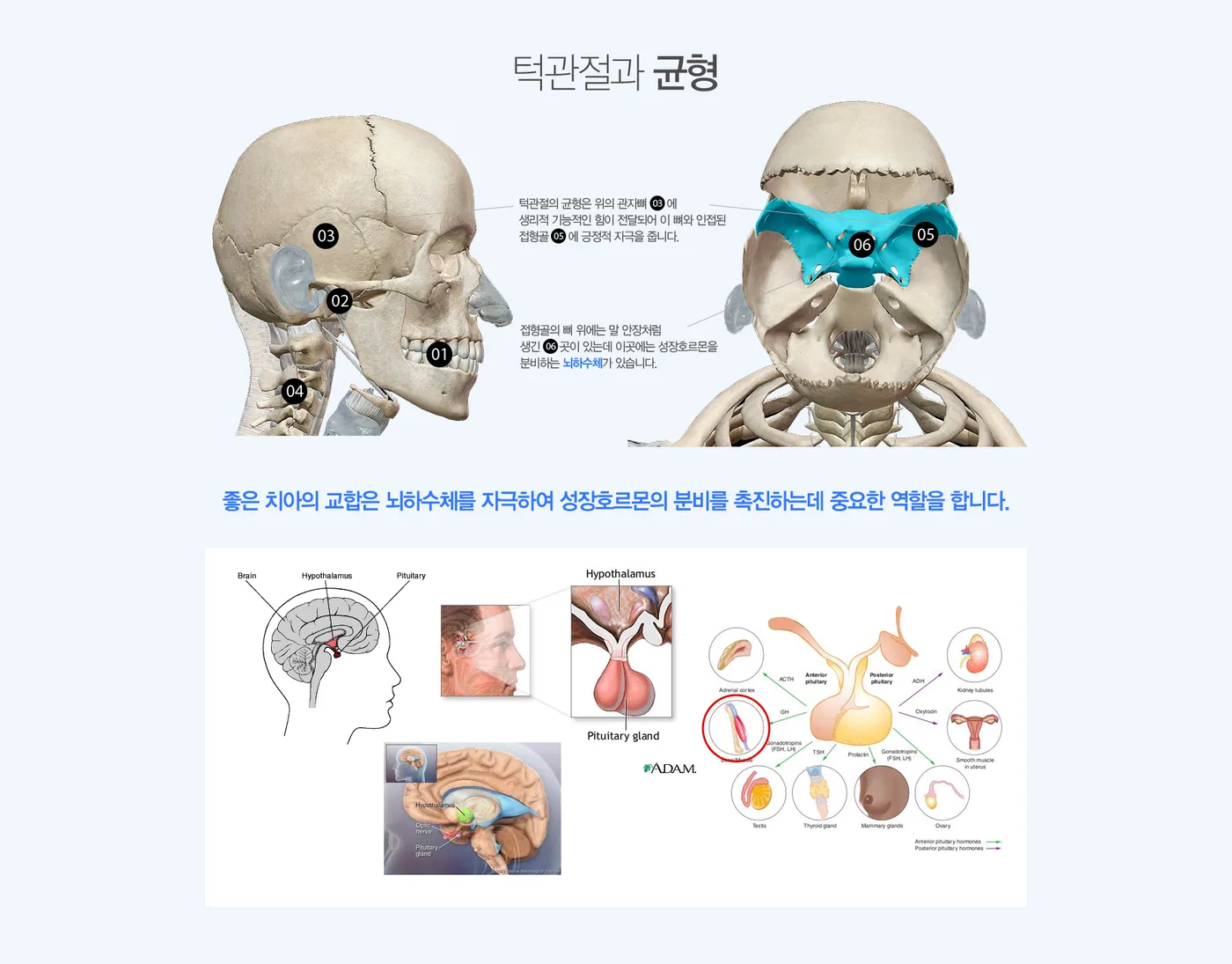 턱관절 균형과 성장호르몬 도해 — 관자뼈와 접형골, 뇌하수체의 위치 관계